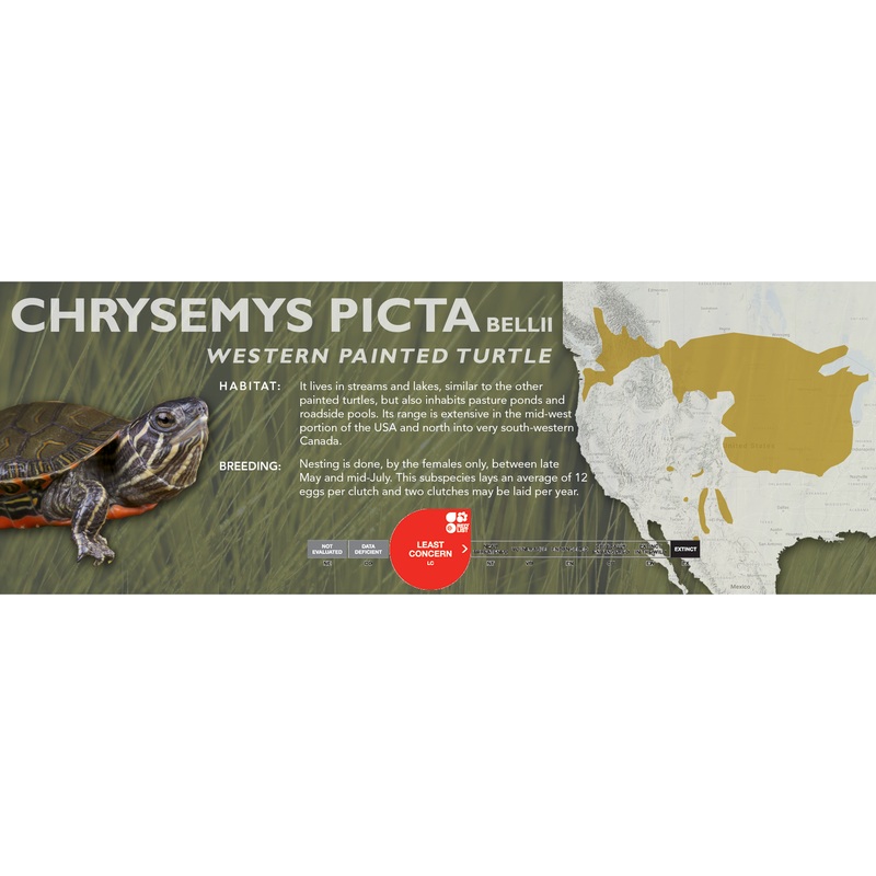 Painted Turtle (Chrysemys picta) – Classic Vivarium Label Bellii (Western)