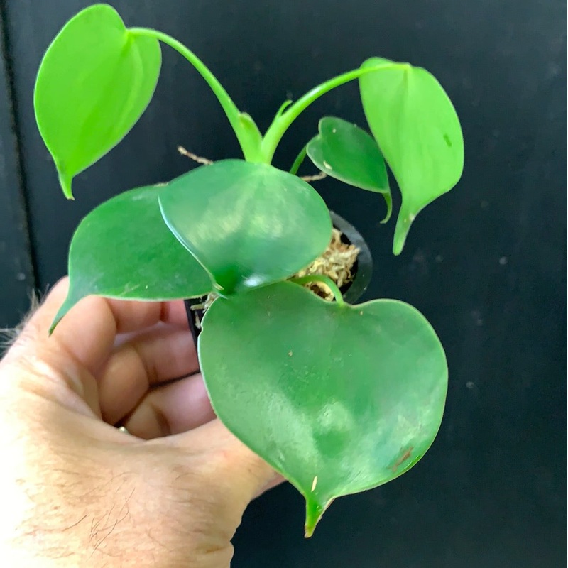 Philodendron grazielae Small