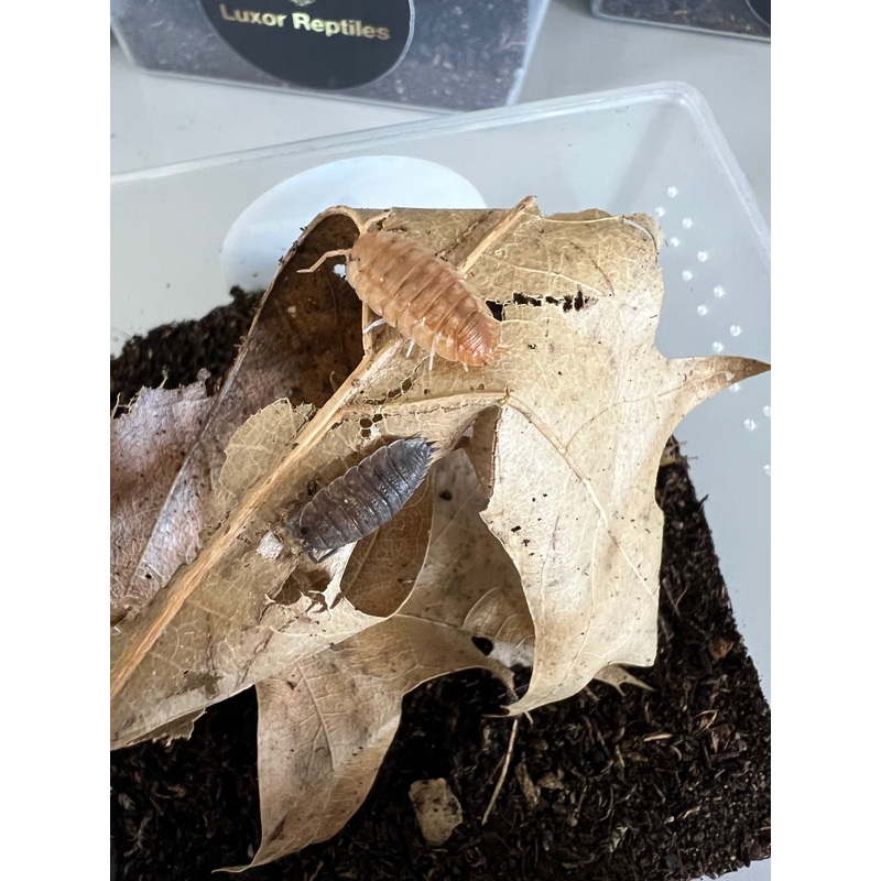 Porcellio Scaber Mixed Isopods