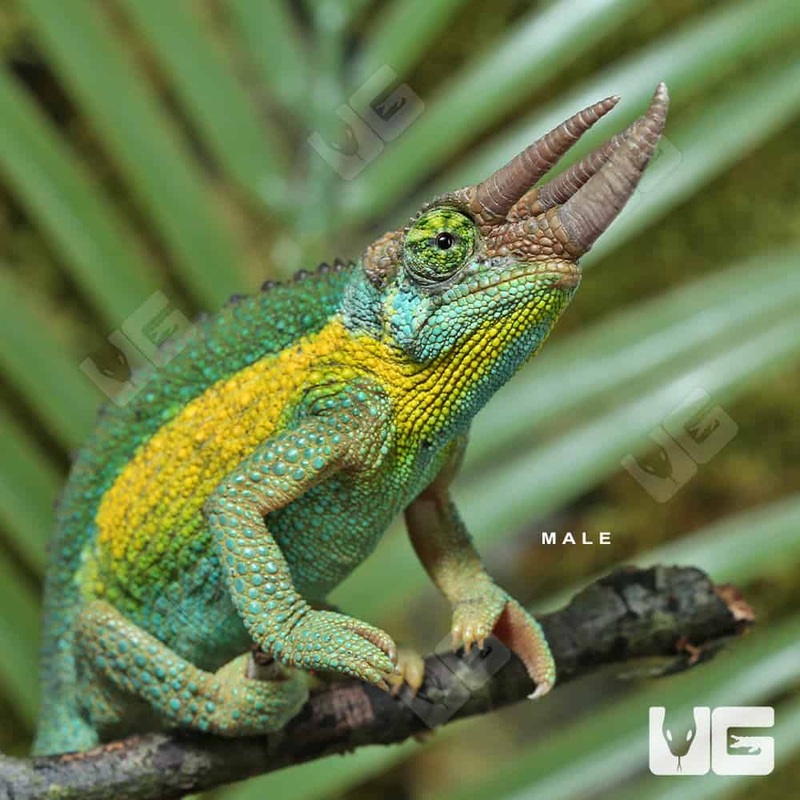 Rainbow Jacksons Chameleons for sale