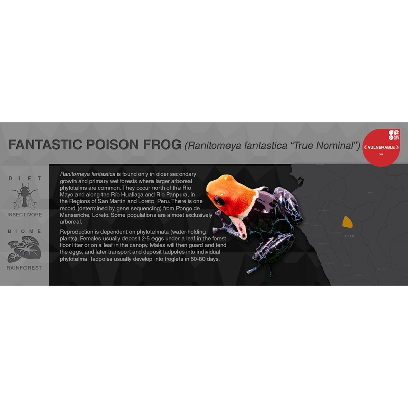 Ranitomeya fantastica – Black Series Vivarium Label Caynarachi Black