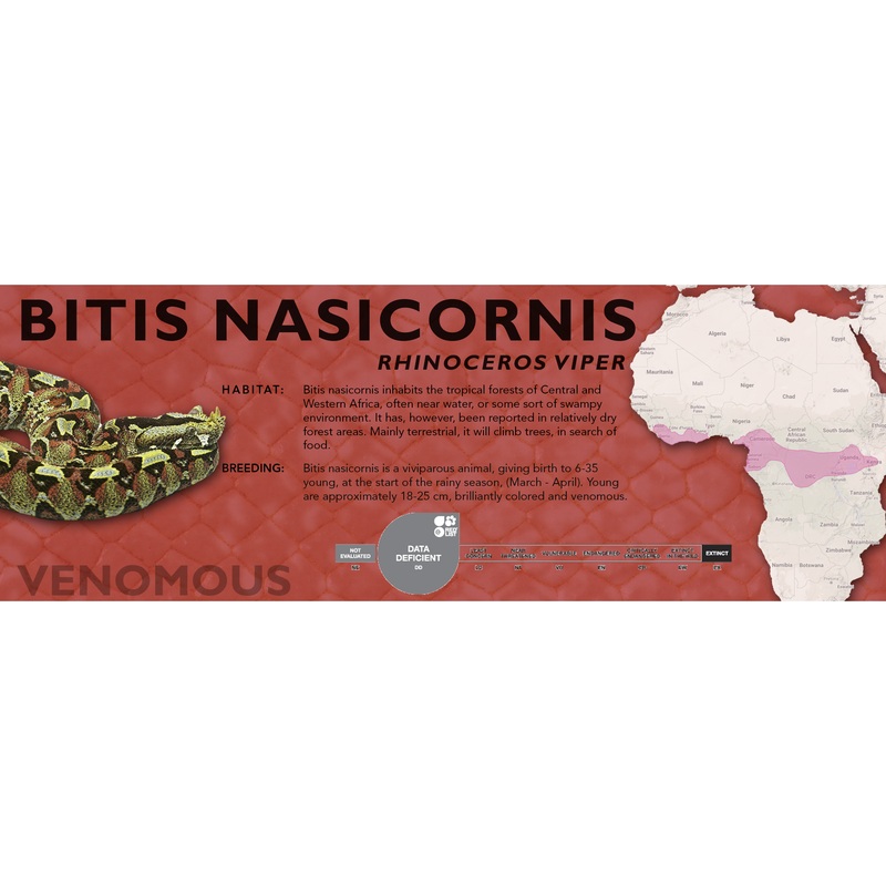 Rhinoceros Viper (Bitis nasicornis) Classic Vivarium Label Original