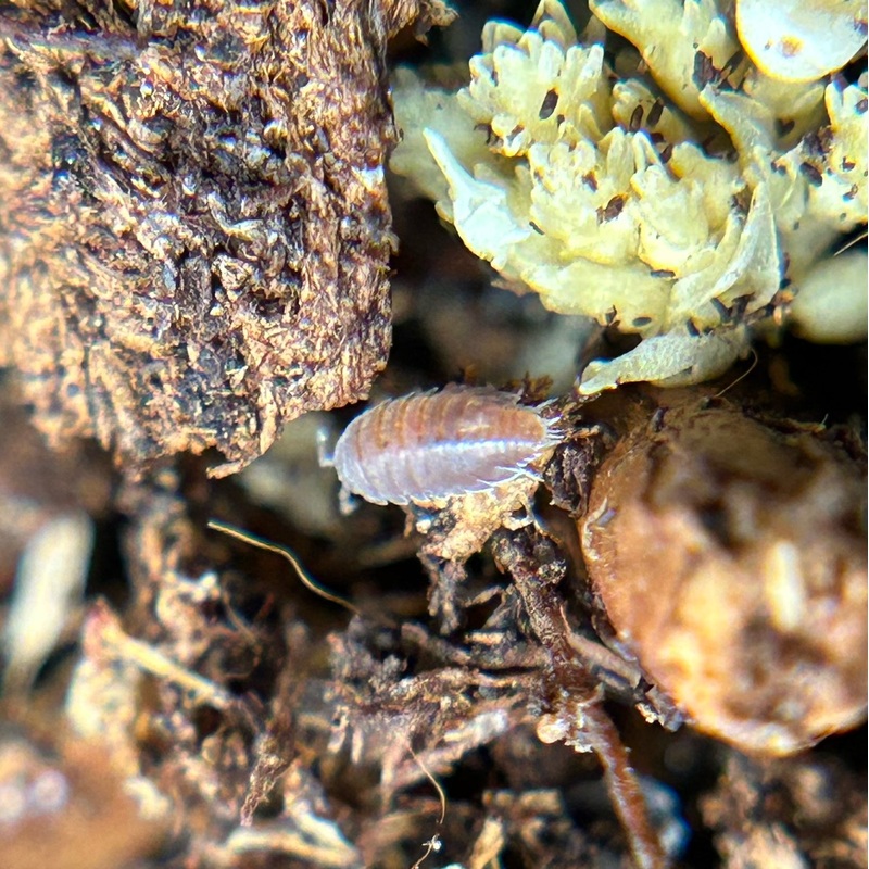 Trichoniscidae sp. dwarf purple