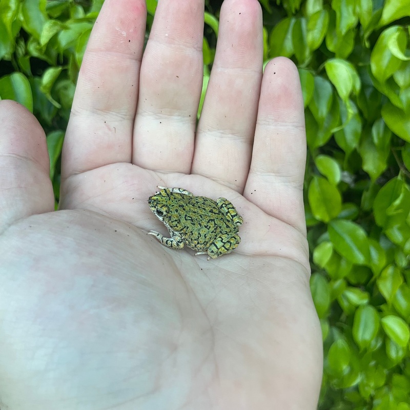 Western Green Toad Male