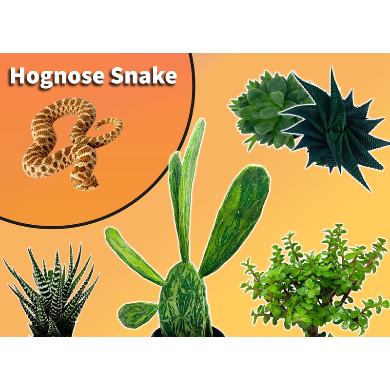 Western Hognose Snake Starter Plant Pack