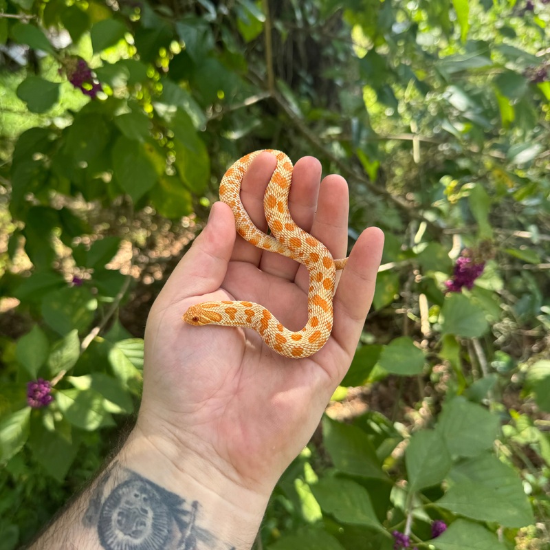 Yearling Albino Tiger Anaconda Hognose Snake Male