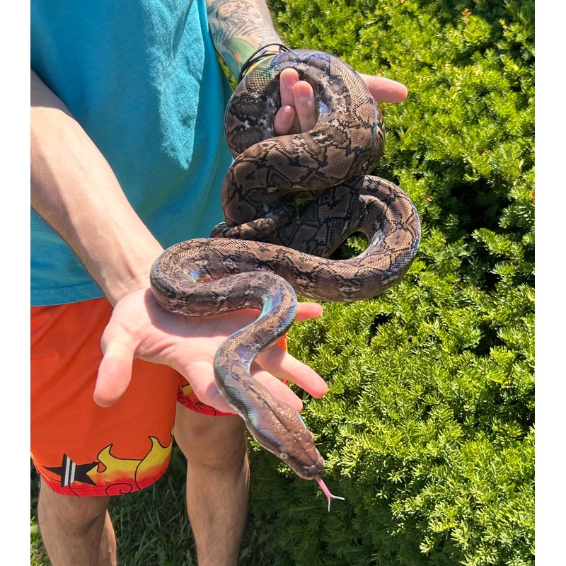 43% Kalatoa/7% Jampea Dwarf Reticulated Python (Female)