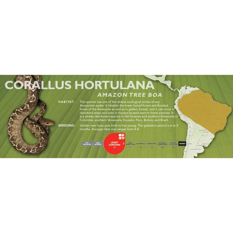 Amazon Tree Boa (Corallus hortulana) Classic Vivarium Label