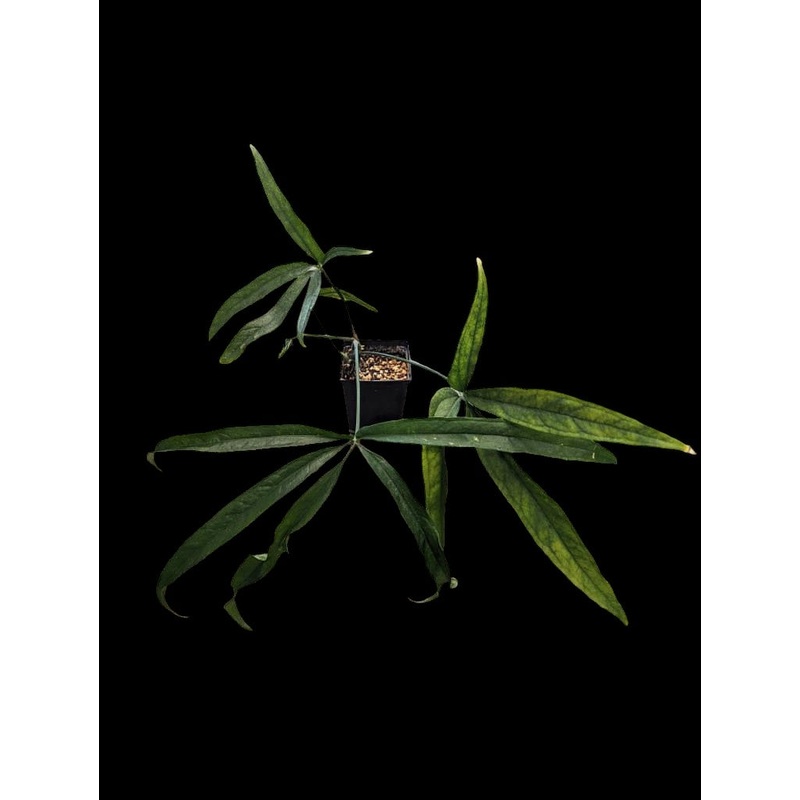 Anthurium pentaphyllum Small