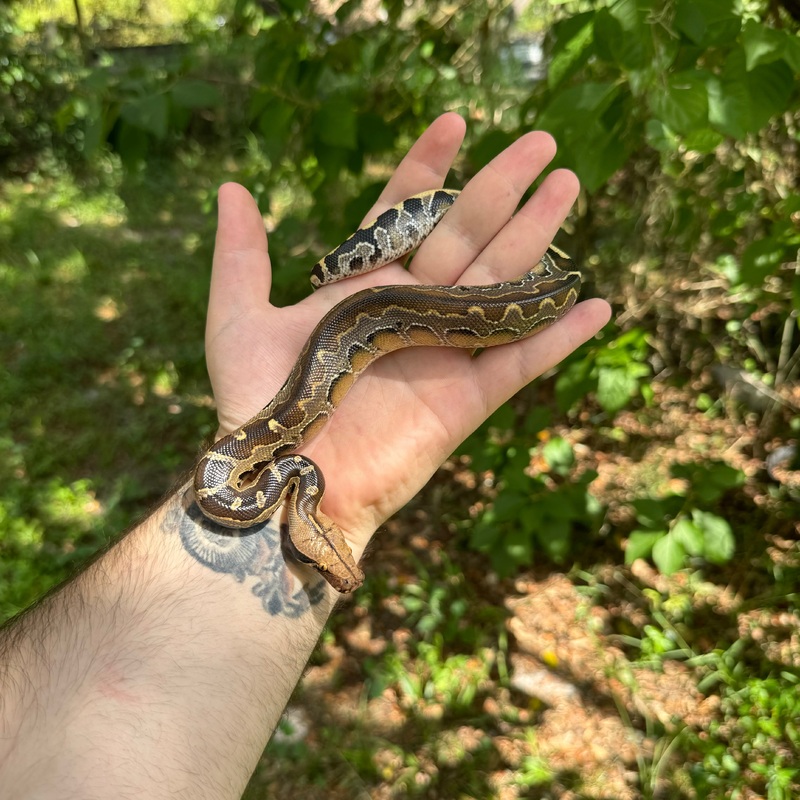 Baby Borneo Short Tail Python Male