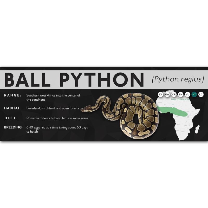 Ball Python (Python regius) – X Label Normal Laminated Paper