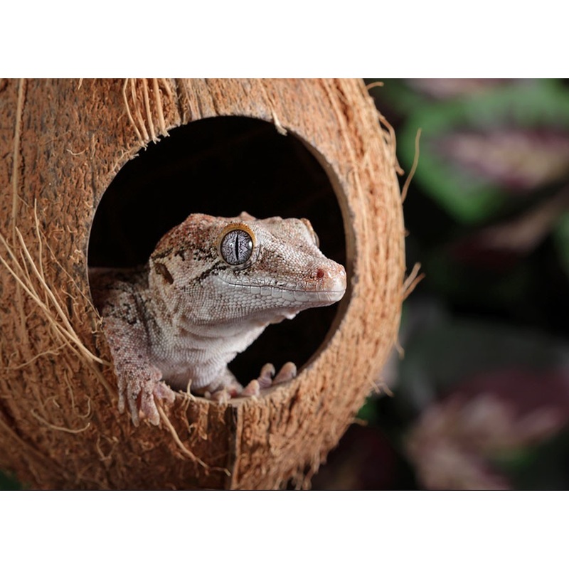 Coconut hanging hide with later