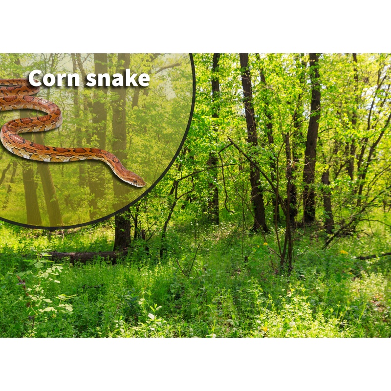 Corn Snake (Pantherophis guttatus) Bioactive Vivarium Kit 10 gallon