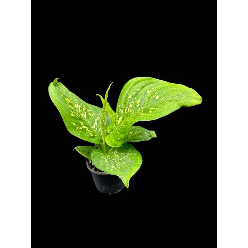 Dieffenbachia Crocodile 4″ Pot