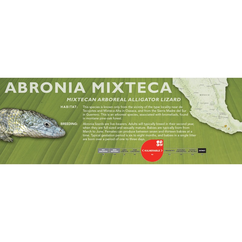 Mixtecan Arboreal Alligator Lizard (Abronia mixteca) Classic Vivarium Label