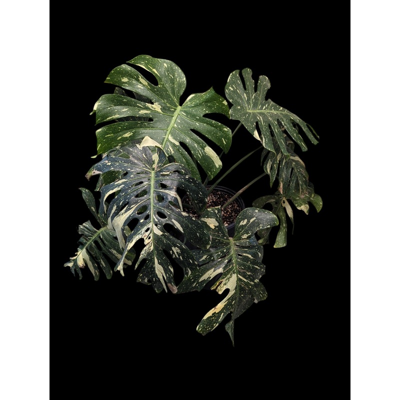 Monstera Thai Constellation 3″ Pot