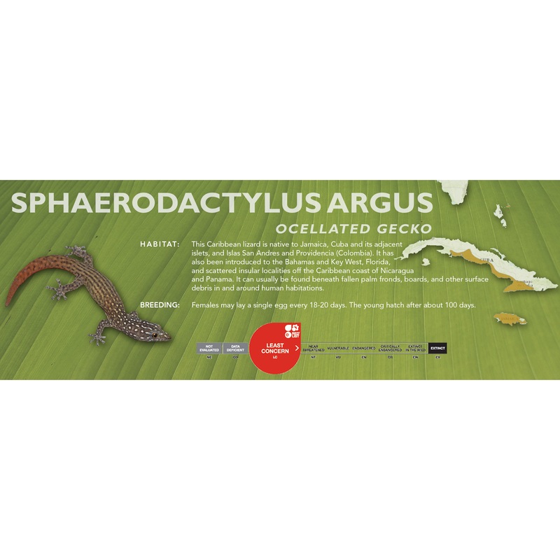 Ocellated Gecko (Sphaerodactylus argus) Classic Vivarium Label