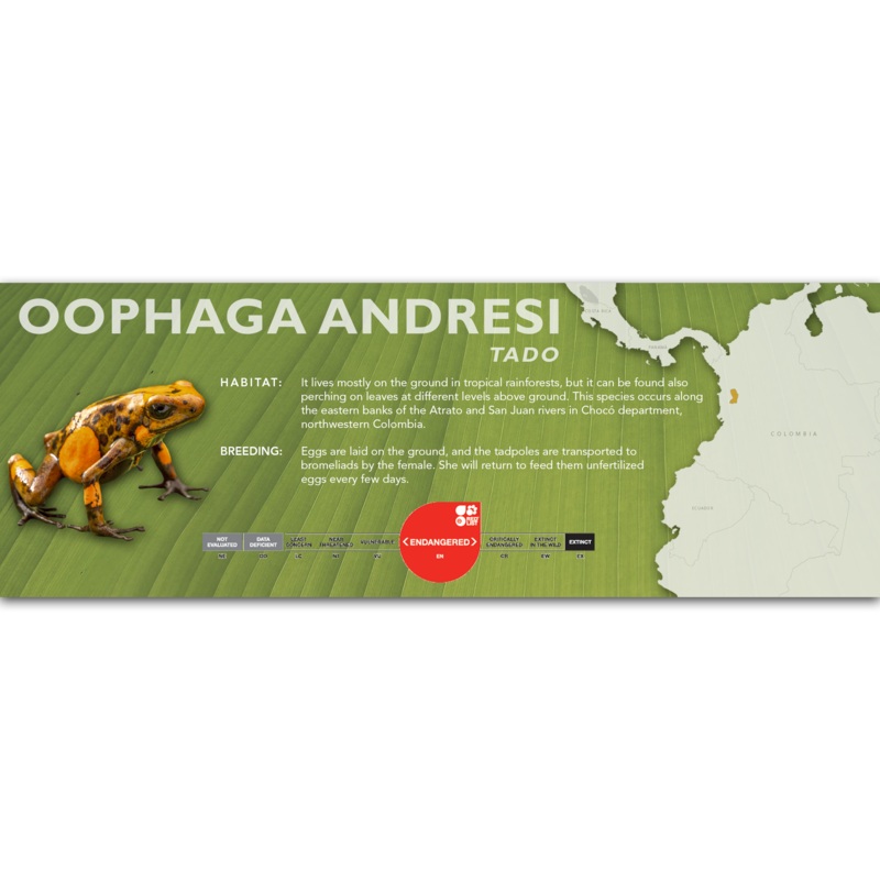 Oophaga andresi – Classic Vivarium Label Tado