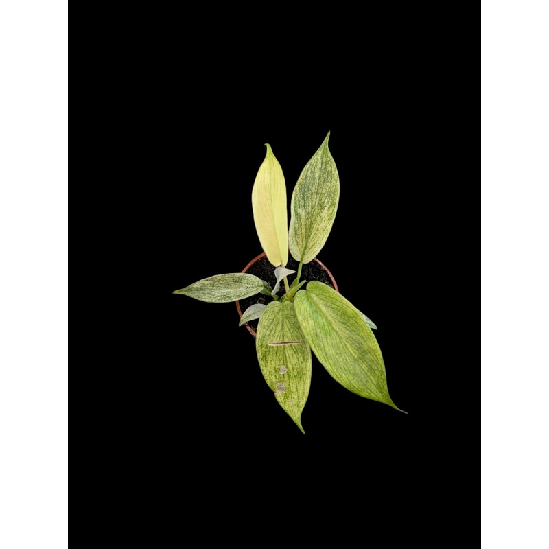 Philodendron Yellow Ghost 2.5″ Pot