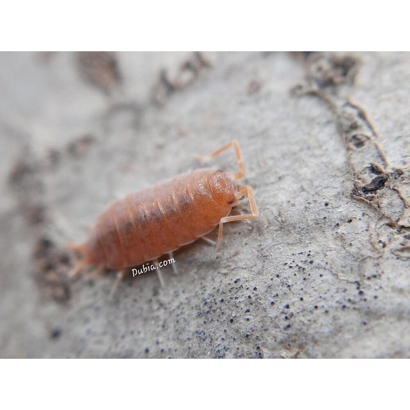 “Powder Orange” Isopods (Porcellionides pruinosus) 10ct