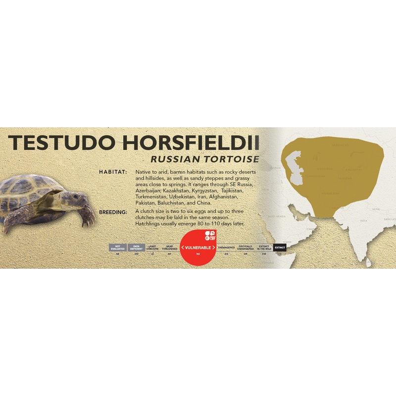 Russian Tortoise (Testudo horsfieldii) – Classic Vivarium Label
