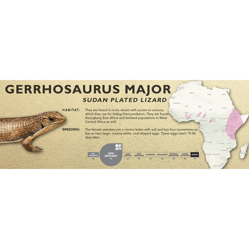 Sudan Plated Lizard (Gerrhosaurus major) Classic Vivarium Label