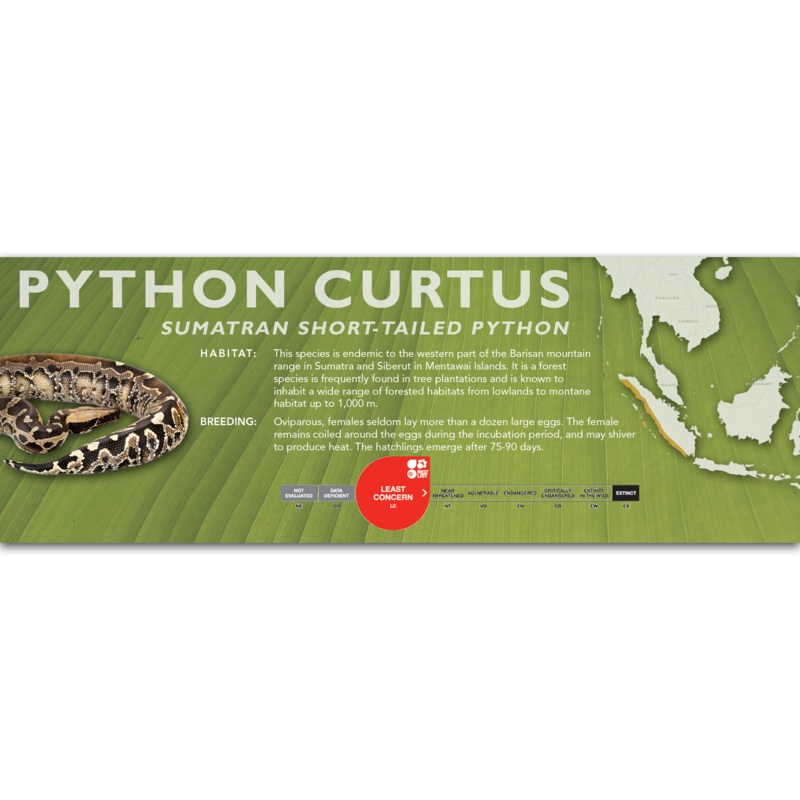 Sumatran Short-Tailed Python (Python curtus) Classic Vivarium Label