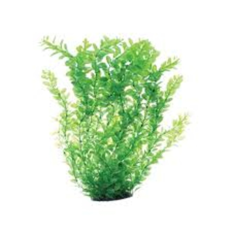 Underwater Treasures Cardamine 24″