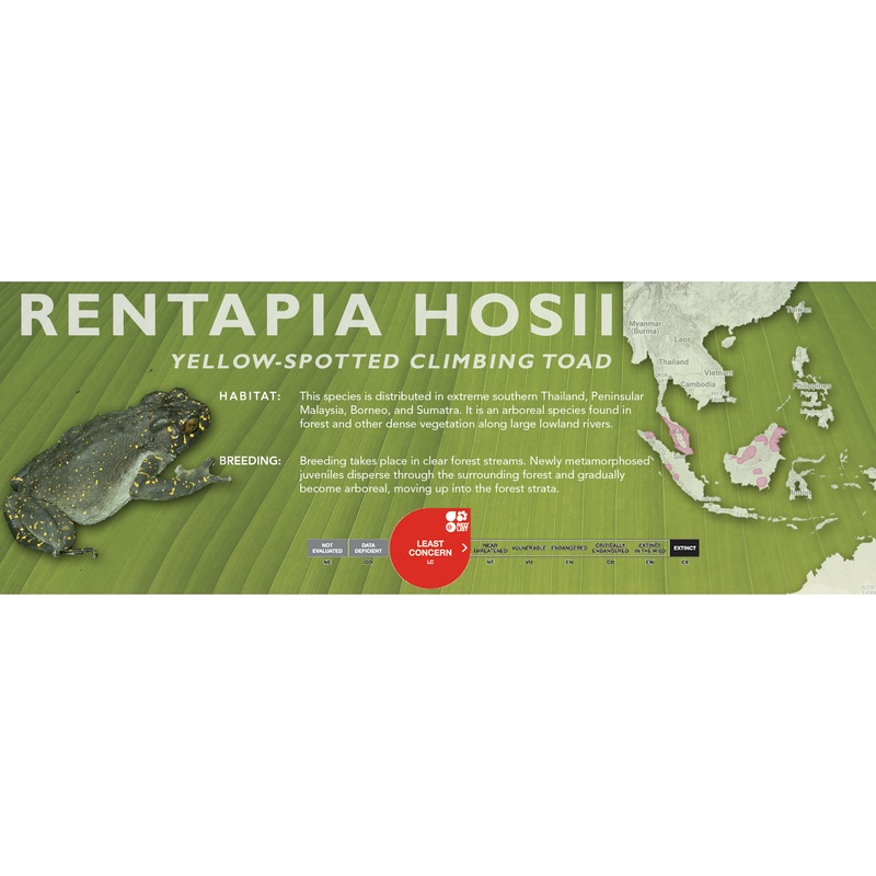 Yellow-Spotted Climbing Toad (Rentapia hosii) – Classic Vivarium Label