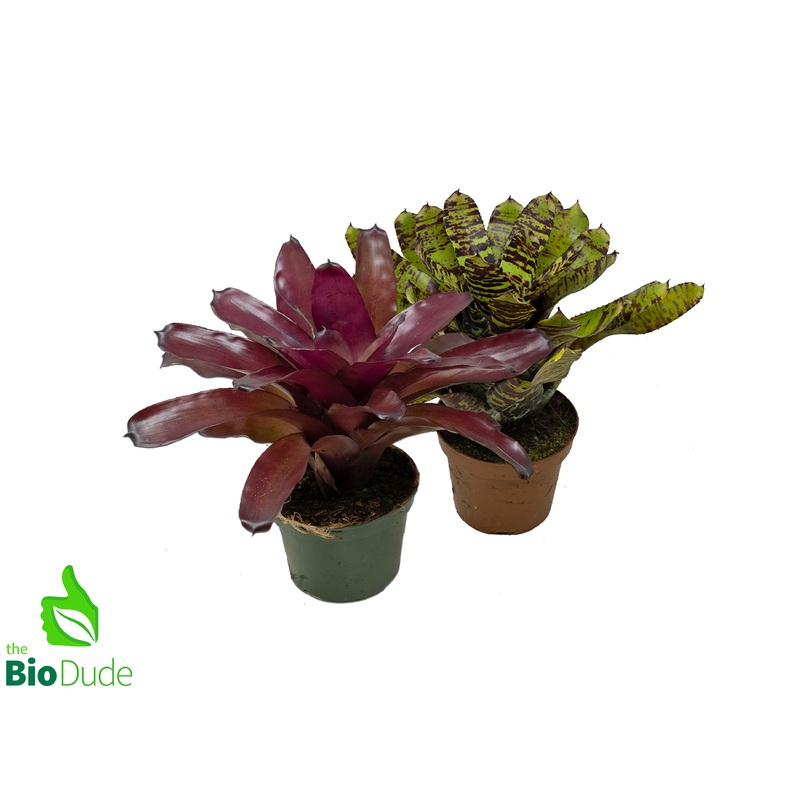 5″ Pot Bromeliad Neoregelia – Rooted Mother  *The Dude’s Choice*
