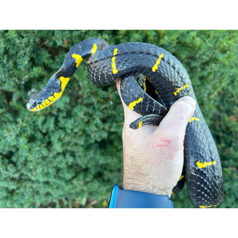 Adult Malaysian Mangrove Snake (Imperfect Male)