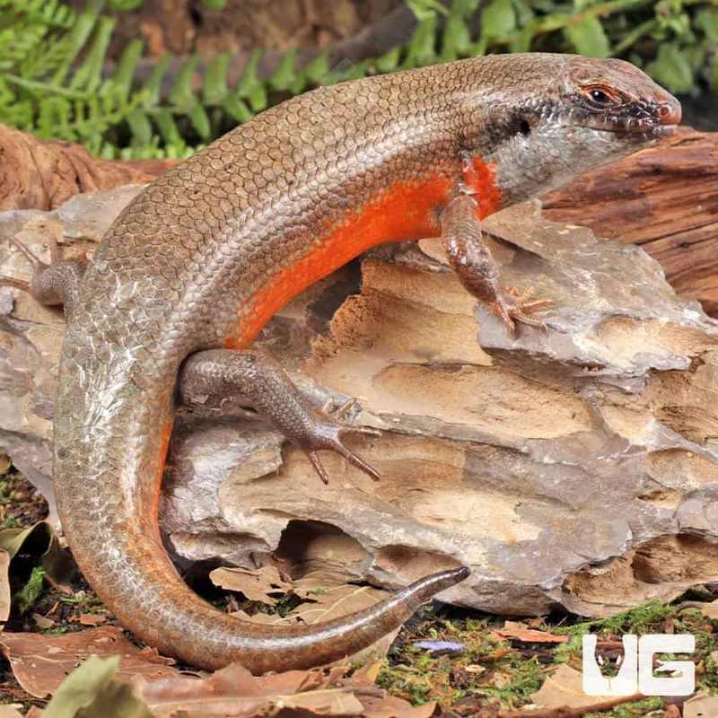 Adult Zebra Skink (Trachylepis dichroma) For Sale