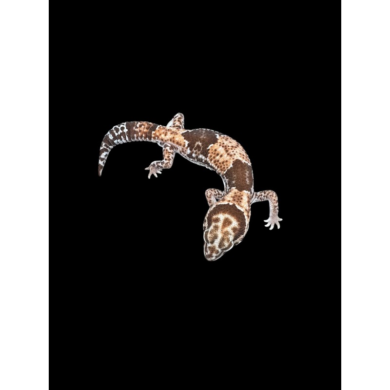 African Fat Tailed Gecko (Het Caramel Oreo Patternless) Male