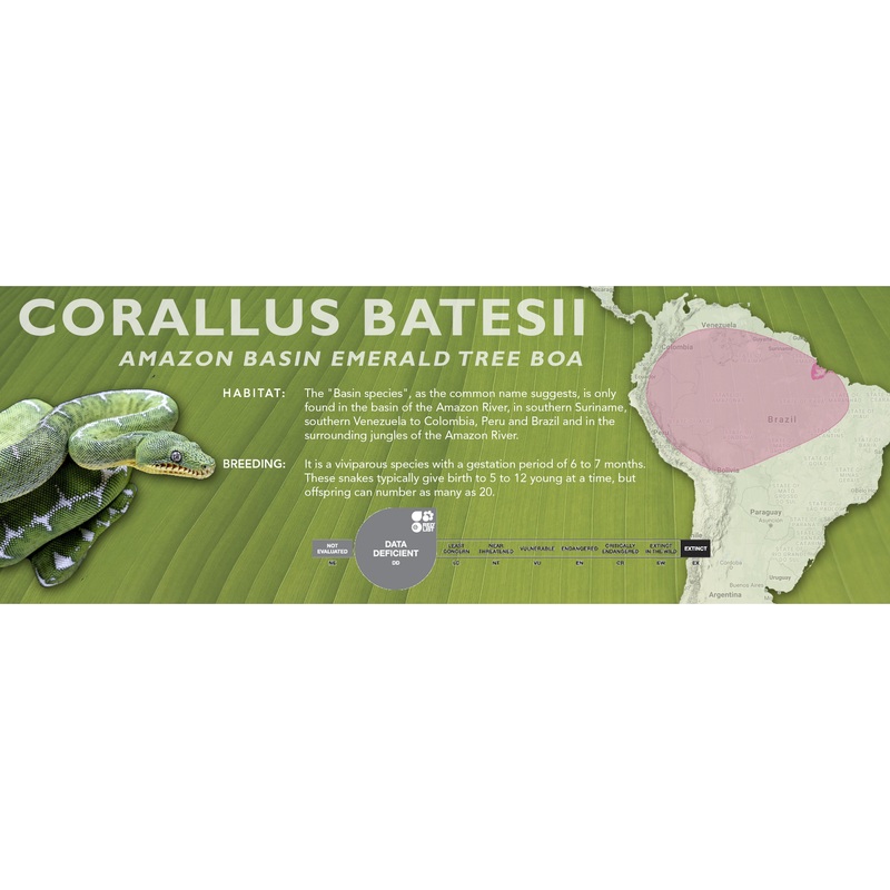 Amazon Basin Emerald Tree Boa (Corallus batesii) Classic Vivarium Label