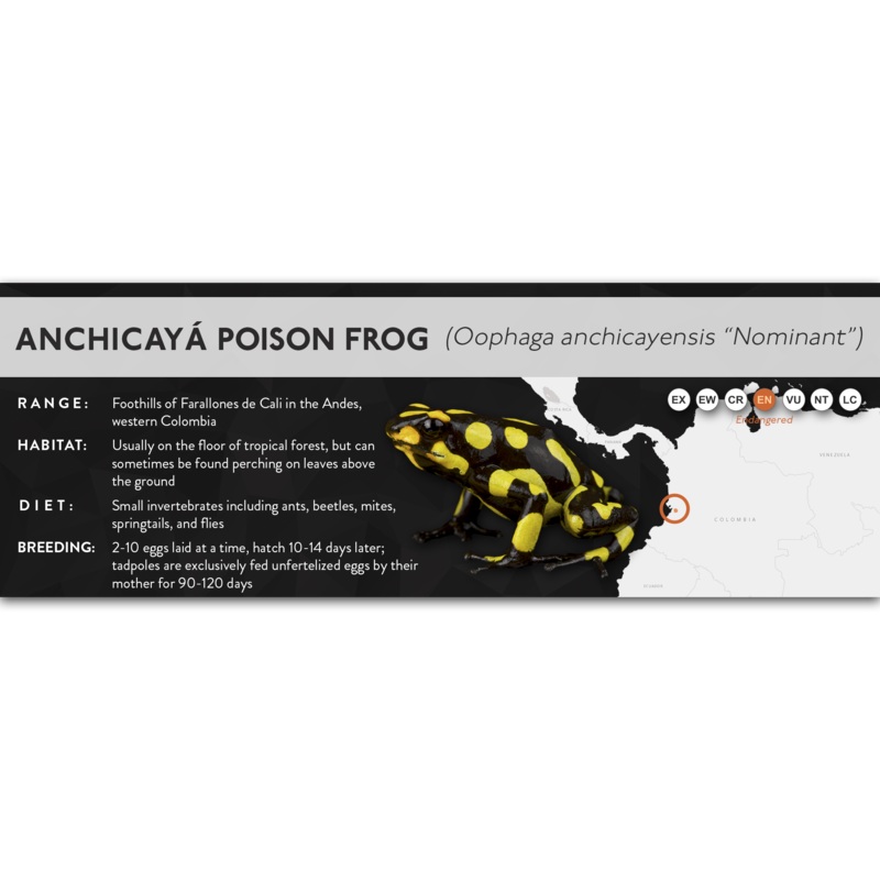 Anchicay Poison Frog (Oophaga anchicayensis) – X Label Nominant Laminated Paper