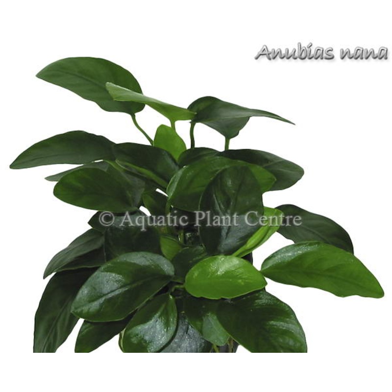 Anubias nana Pot