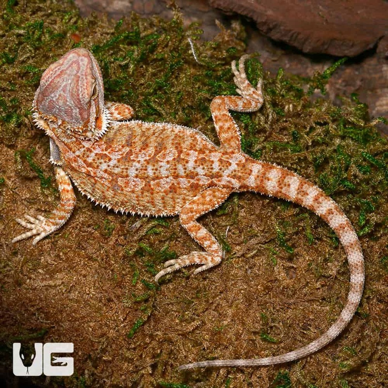 Baby Rustic Leatherback Bearded Dragon For Sale