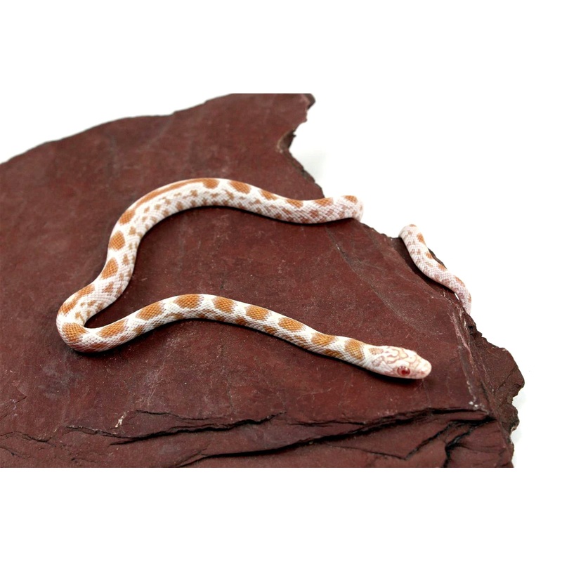 Butter Sunkissed Corn Snake