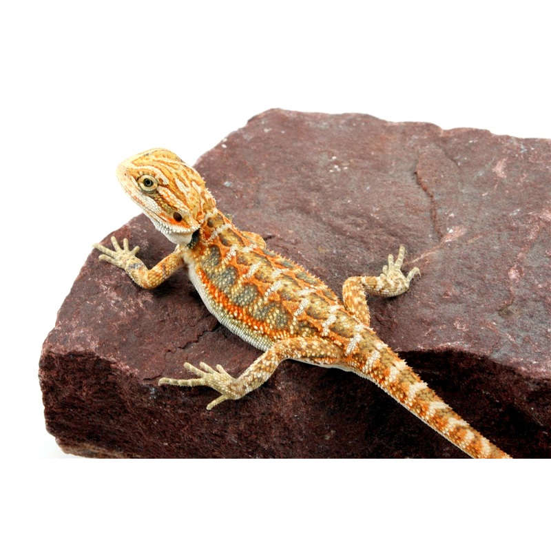 Citrus Bearded Dragon