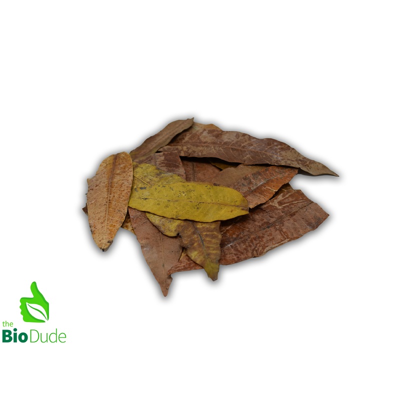 Colombian Leaf Litter – Mango Leaves – Mangifera Indica 20 count