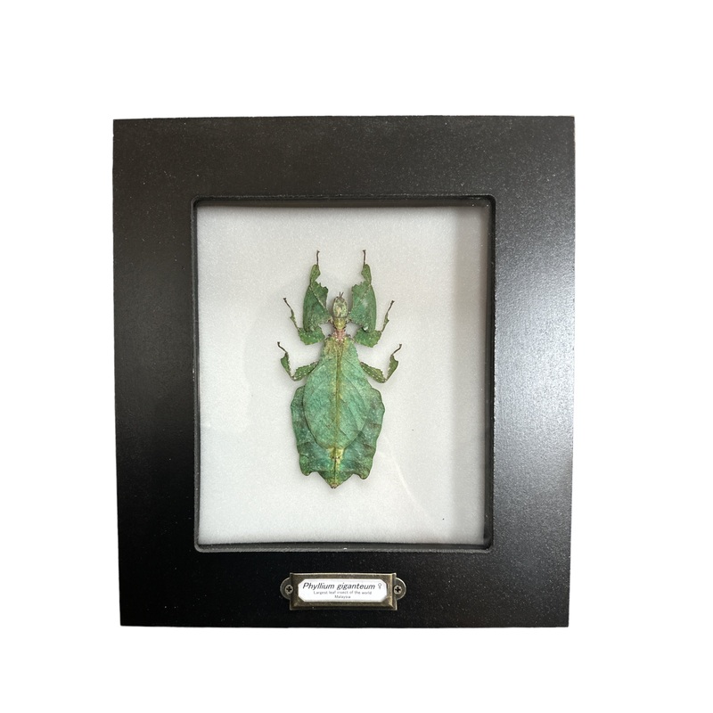 Giant Malaysian Leaf Insect (Phyllium giganteum) – 5×6″ Frame