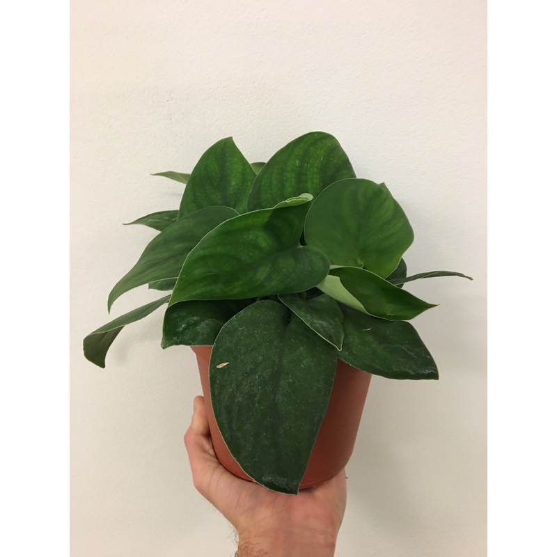 Green Satin Scindapsus 3″