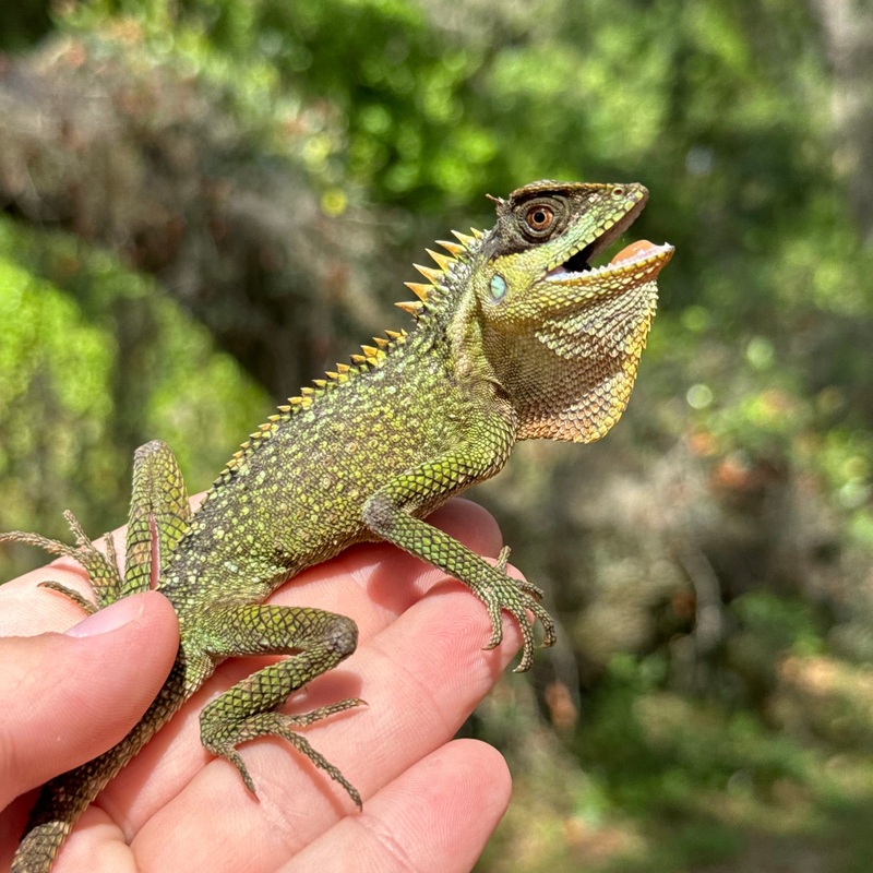 Mountain Horned Lizard