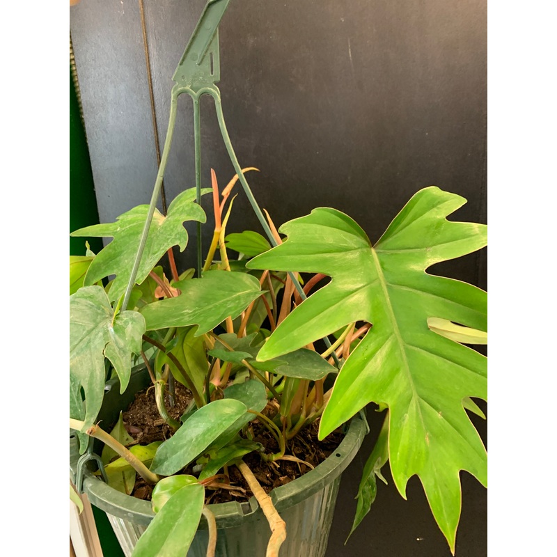 Philodendron ‘Tahiti’ 3″ Pot