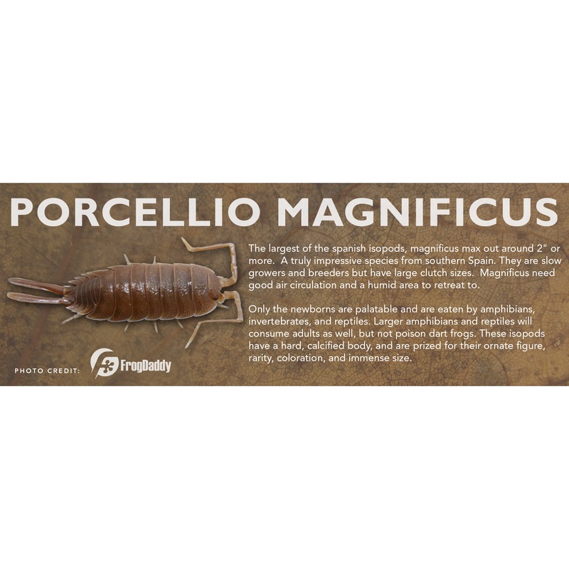 Porcellio magnificus – Isopod Label Standard Size 7″ x 2.5″
