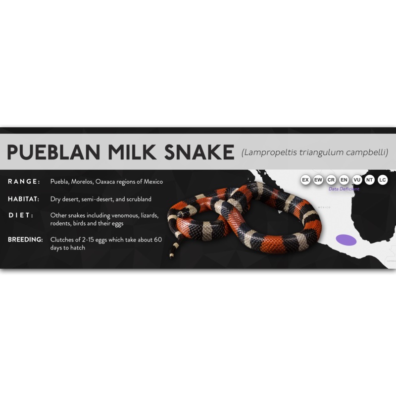 Pueblan Milk Snake (Lampropeltis triangulum campbelli) – X Label Laminated Paper
