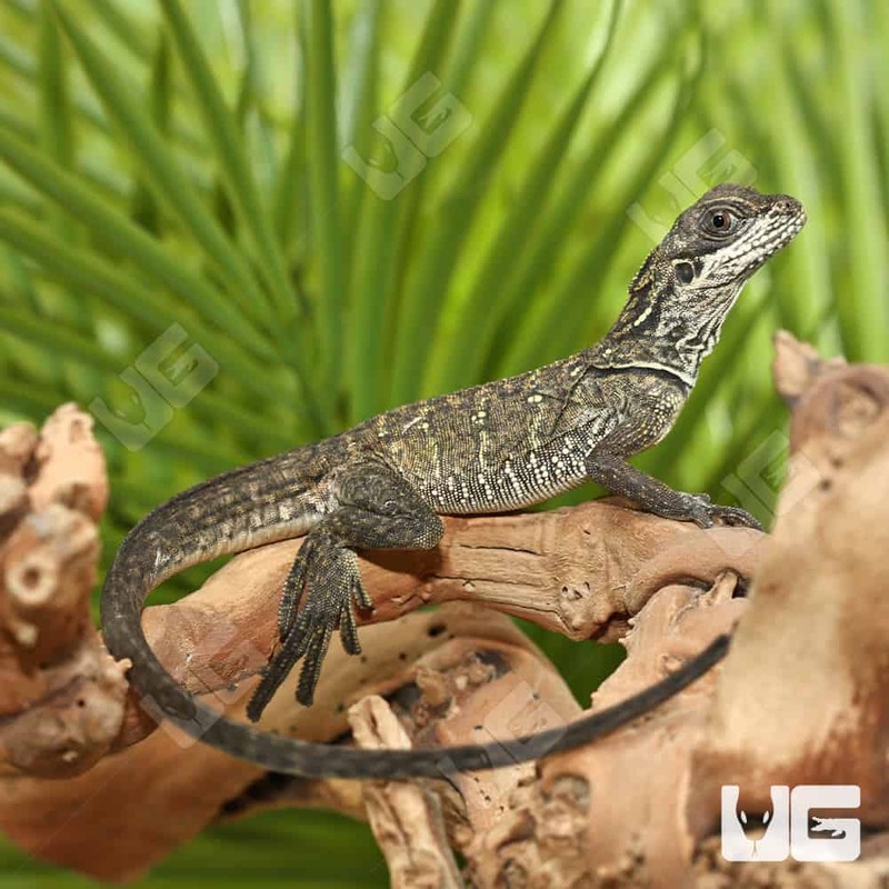 Sulawesi Sailfin Dragons For Sale