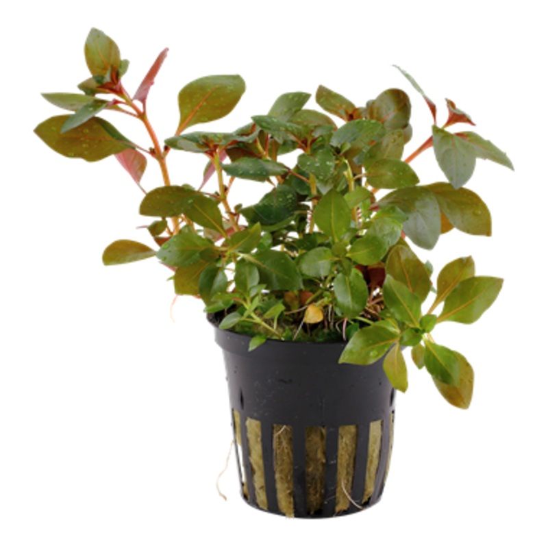 Tropica Ludwigia repens ‘Rubin’ – Potted