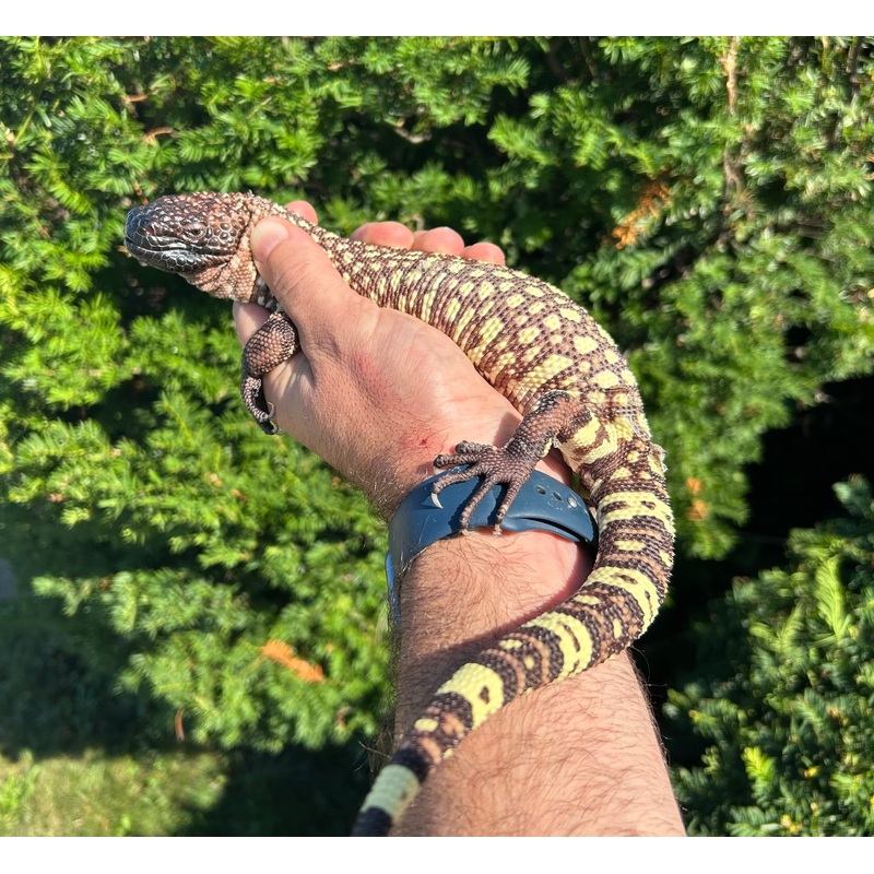 Yearling Rio-Fuerte Beaded Lizard (1)