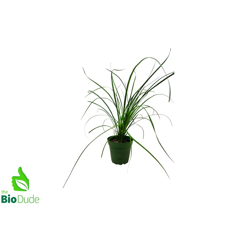 4″ Pot Ponytail Palm